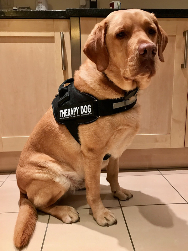 Harley the Therapy Dog's new harness Harley the Therapy Dog's new harness